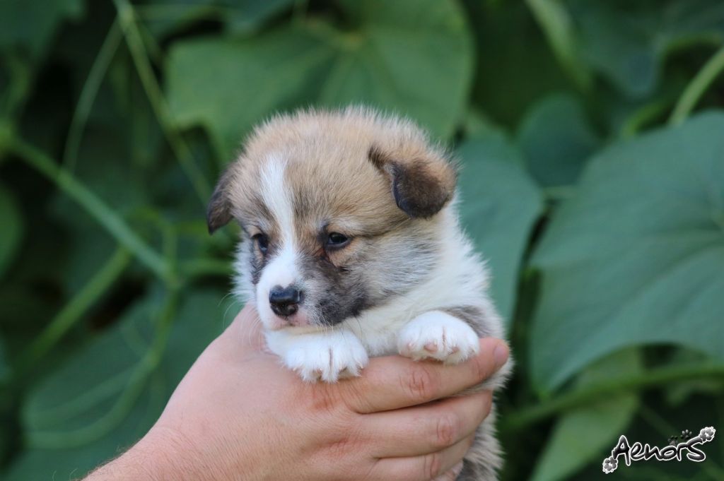 Aenor's - Welsh Corgi Pembroke - Portée née le 22/07/2020