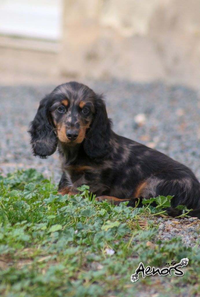 Aenor's - Teckel poil long - Portée née le 21/08/2024