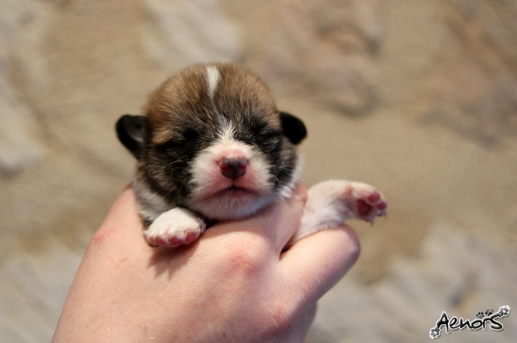 Aenor's - Welsh Corgi Pembroke - Portée née le 06/05/2019
