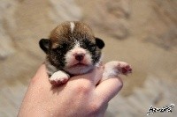 CHIOT 7