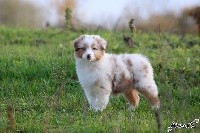 POUDRE DE PERLINPINPIN