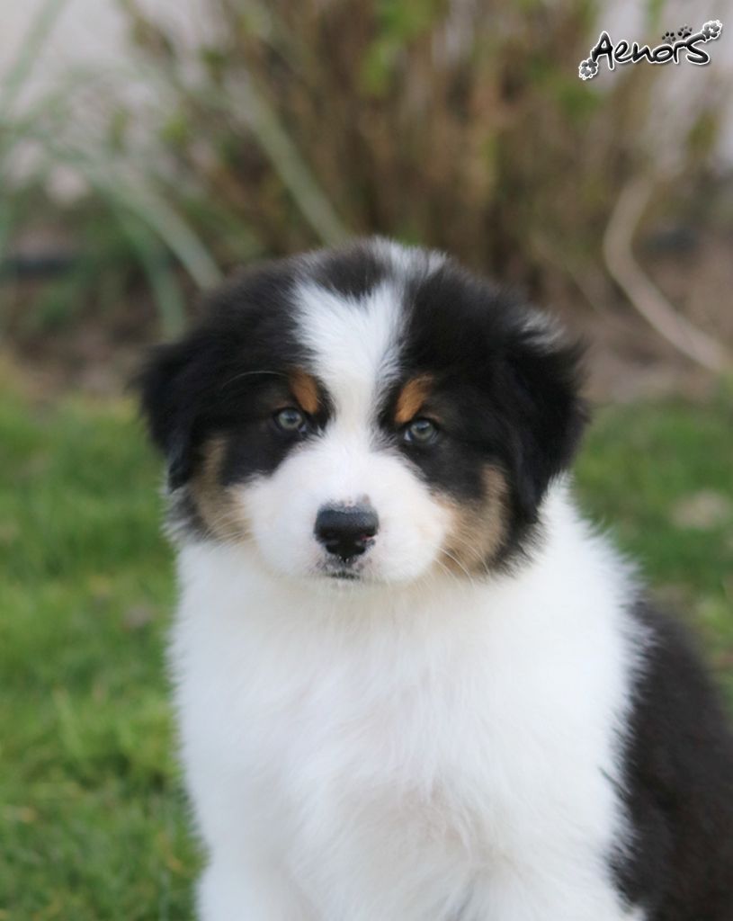 Aenor's - Berger Australien - Portée née le 16/01/2021