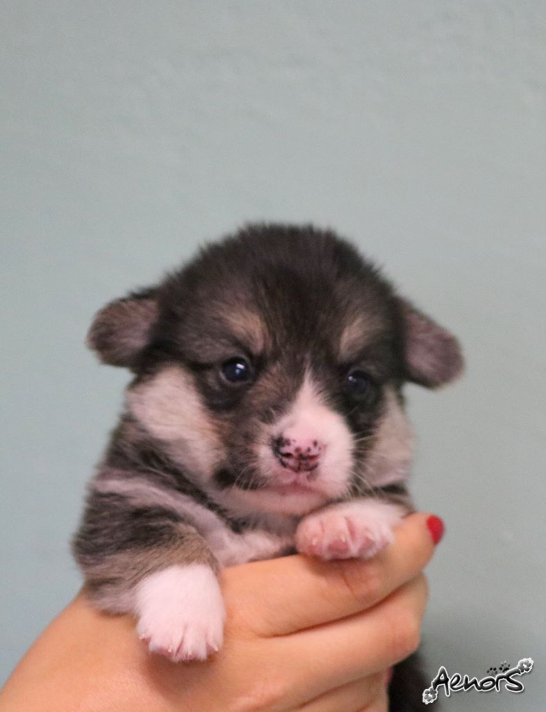 Aenor's - Welsh Corgi Pembroke - Portée née le 02/06/2021
