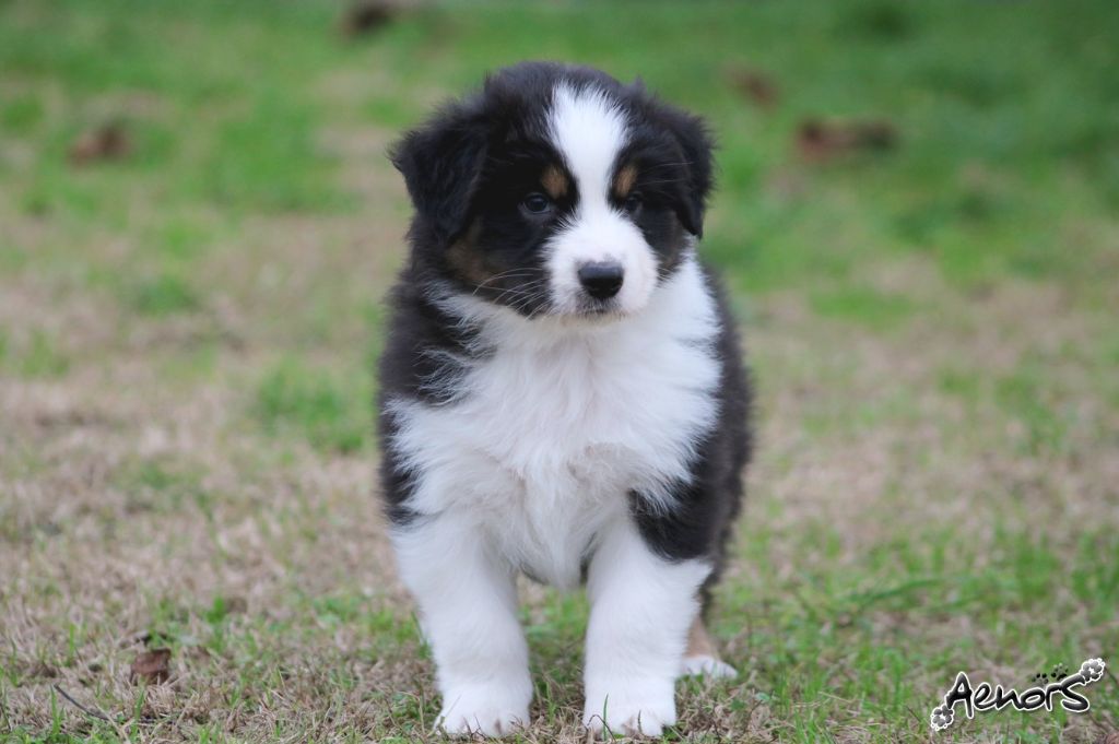 Aenor's - Berger Australien - Portée née le 19/10/2018