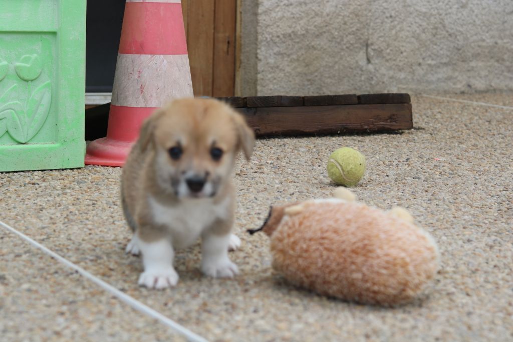 Aenor's - Welsh Corgi Pembroke - Portée née le 18/08/2019